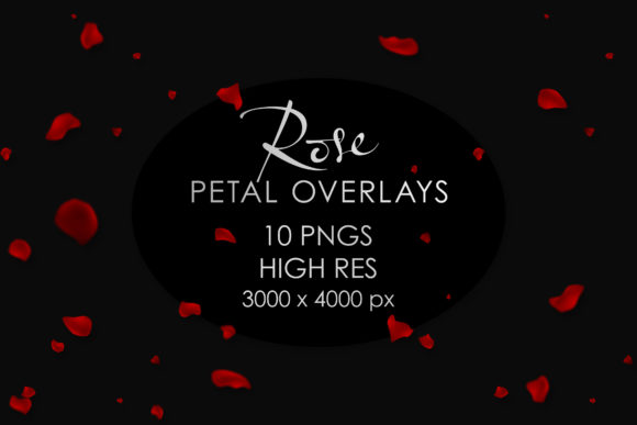 Download Falling Rose Petals Overlay PNGs - Petals Collection